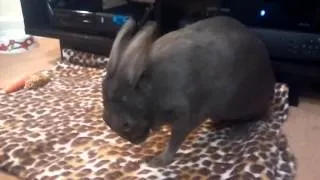 Rabbit growling. A must see. Funny as you lik