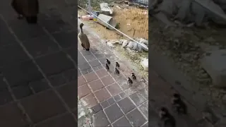 Meanwhile, in #Israel...🦆#ducks