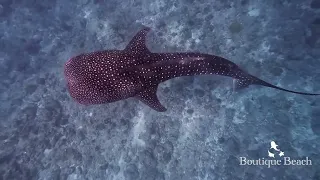 19.03.24 - Whale Shark snorkelling - Raangali Reef & Bodufinulhu Thila near Dhigurah, Maldives