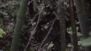 Baby Bigfoot  Up Close     1-1-18