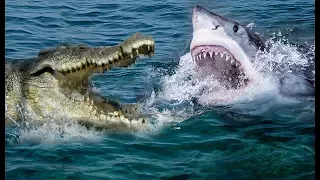 Crocodile Vs Shark | Who Will Be The Winner ?