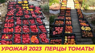 КАТАЛОГ ЭКЗОТИЧЕСКИХ  СОРТОВ  ТОМАТОВ И СЕРИИ ГНОМ ТОМАТ 2023