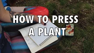 How to Press a Plant
