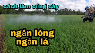 Cách làm lúa cứng cây ngắn lóng ngắn lá hạn chế đỗ ngã vụ hè thu Thanhdotv