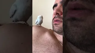 Budgie kiss