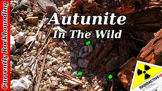 Autunite in the Wild // Rockhounding on Mt. Spokane for Uranium Autunite
