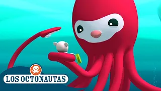 Los Octonautas - Inkling conoce a su primo Irving | Episodios Completos