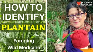 How To Identify Plantain