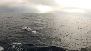 Dolphins in the Bay of Biscay - July 2018