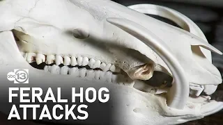 What to do if you're attacked by feral hogs