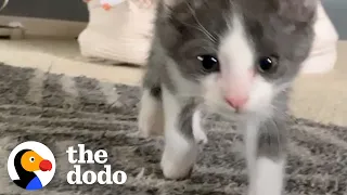 Wobbliest Foster Kitty Falls In Love With 1-Year-Old Dog | The Dodo Little But Fierce