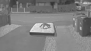 Wild fox playfully jumps on a mattress left outside by the home owner || WooGlobe