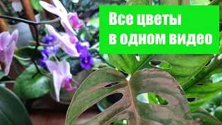 🌼🌼🌼Мои растения весной✨ Полный обзор моих цветочков.