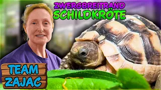 SELTENE Zwerg Breitrandschildkröte | Zoo Zajac