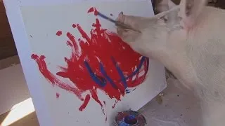 Pigcasso: the artistic pig with a passion for painting