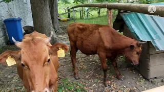 Из Мариуполя в Грузию. Наша жизнь в Кобулети