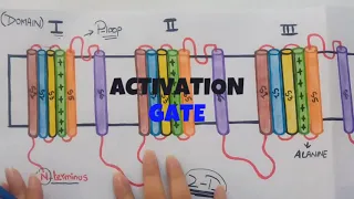 MOLECULAR STRUCTURE OF SODIUM CHANNEL