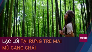 Khám phá Mù Cang Chải: Lạc lối rừng tre mai đẹp như phim kiếm hiệp | VTC Now