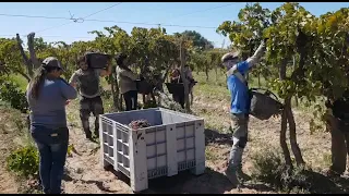 Cosecha asistida de la vid con elevador volcador estático en Fray Luis Beltrán, Mendoza