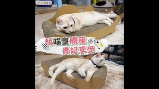 最適合你家喵皇的霸氣貓抓椅🐾一秒變帝王/貴妃😻｜毛孩市集 Petpetgo