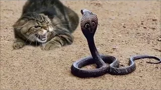 10 비디오 뱀 공격