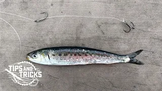 How-to: Trap Rig for HALIBUT