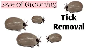 How to Properly Remove A Tick