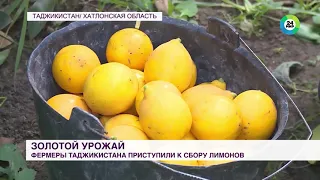 Золотой урожай: фермеры Таджикистана приступили к сбору лимонов