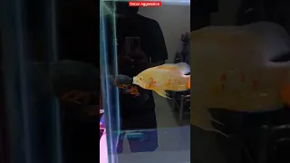 Oscar Fish Aggression 😭😱😱#viral #fishlover #oscarcare#oscarfish #fish #shortsvideo #shortsviral#fish