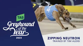 Zipping Neutron - 2023 TAB SA Greyhound of the Year