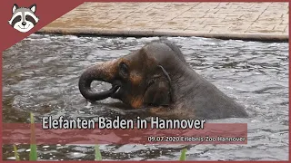 Elefanten baden in Hannover