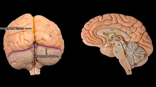 Cerebral Anatomy (with simplified explanations of function)