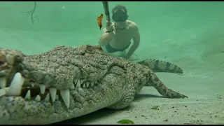 Swimming with our Nile Crocodile!