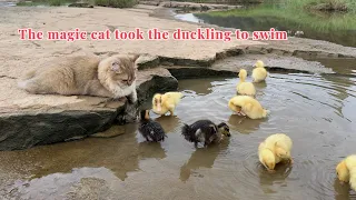 Wonderful animals! The kitten actually led the duckling to swim in the river.So cute and funny.