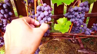 🔴🔴What Grapes Are Ripened. Tasting the first berries