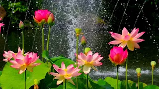 No Copyright video | The Most Beautiful Flower Collection 4K Ultra HD | Flower video HD