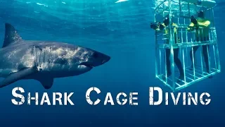 Adventure Africa  | Shark Cage Diving