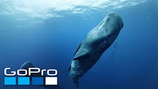 GoPro VR: Diving with Sperm Whales in Mauritius