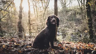 Pheasant Shooting - Another Day On The Beating Team