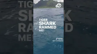 Kayaker kicks tiger shark away during attack
