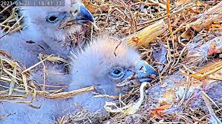 3 CHICKS ZOOM IN.DULLES GREENWAY EAGLES CAM2023.03.23.ROSE FEEDS BABIES.HAYS MESS:IN BEAKS ON CHICKS