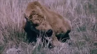 Birds Do It, Bees Do It (1974) - Trailer