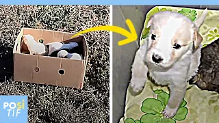 Sept superbes chiots ont été abandonnés dans une boîte en carton