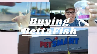 Buying Betta Fish in PetSmart