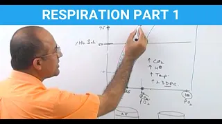 Respiration | Pharynx Larynx Trachea Bronchi Alveoli  Part 1