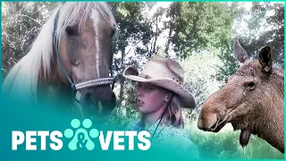 Pet Heroes Who Put Themselves In Harms Way | Pet Heroes | Pets & Vets