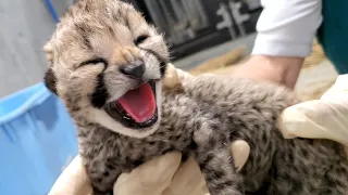 千葉市動物園で誕生したチーターの赤ちゃん