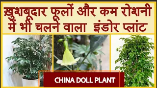 How to grow & care China doll plant॥RADERMACHERA SINICA 101॥इंडोर प्लांट चाइना डॉल प्लांट की देखभाल