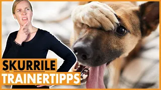 Fehler in der Hundeerziehung I Top 5 Hundetrainer Fails I Lustige und krasse Tipps von Hundetrainern