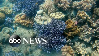 Scientists are breeding coral to reinvigorate Great Barrier Reef's damaged areas | Nightline